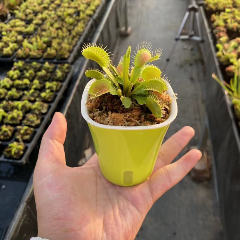 会动的植物有哪些