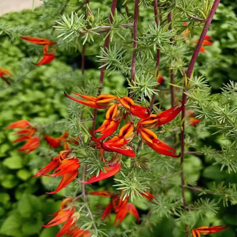 牵挂鹦鹉嘴百脉根常绿观花卉叶垂吊兰耐热阳台室内庭院绿植盆栽多年生