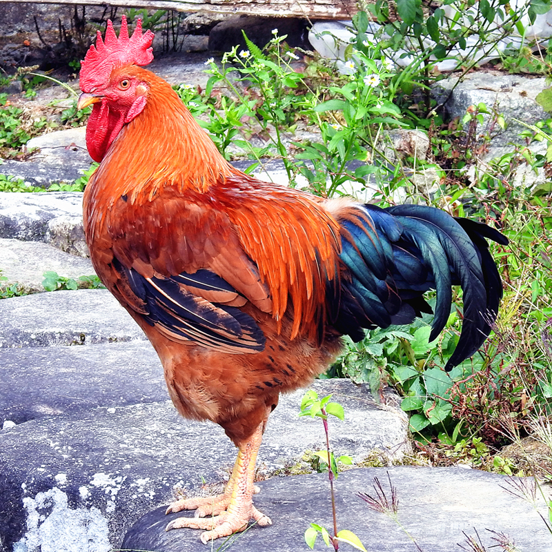 果鲜岛 新鲜公鸡 冷冻农家散养2只装共6斤 6斤