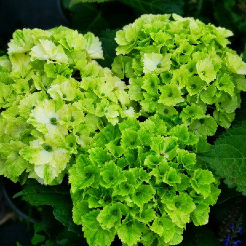 花苗植物无尽夏好养的花四季盆栽花卉植物室内易养活绿植花苗 绿宝石