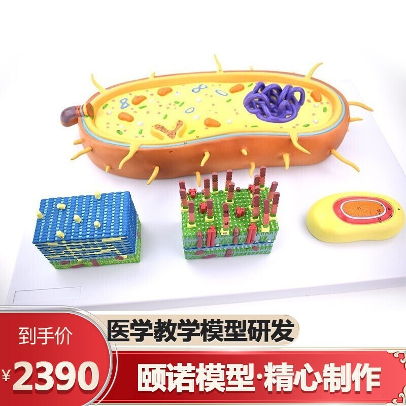 颐诺enovo放大版结构模型 形态结构功能模型 生命科学生物学医学微