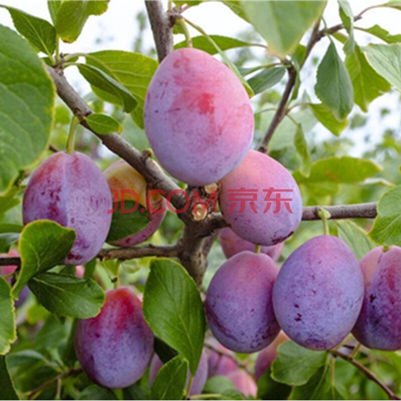 果树苗嫁接李子苗南方北方种植 李子树苗盆栽地栽当年结果 西梅李 4年