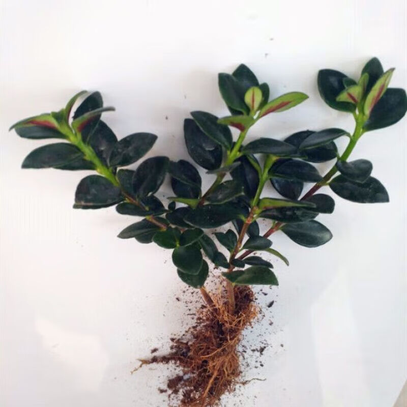 故园人室内花卉金鱼花盆栽金鱼草植物桌面绿植室内外植物金鱼花四 5棵