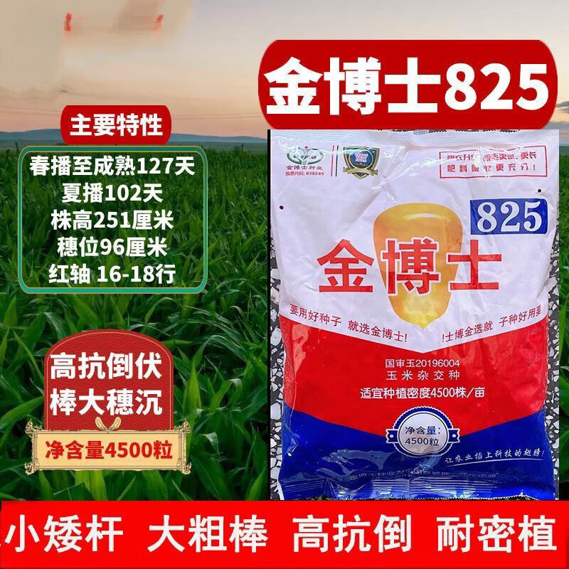 (4500粒)抗倒矮杆密植高产玉米种子 金博士825玉米种子(4500粒)x1袋