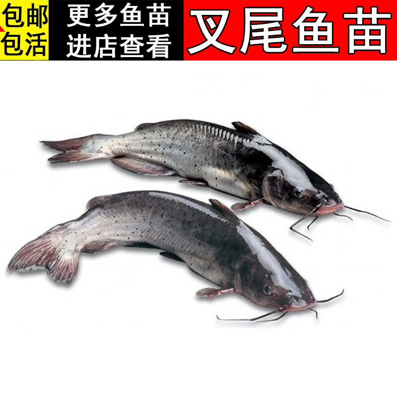 叉尾鱼 叉尾鮰鱼 优质斑点钳鱼 梭边鱼沟鲶 批发淡水鱼 5-9cm叉尾鱼