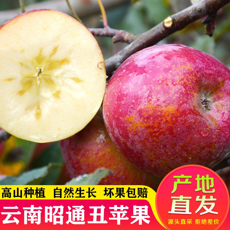 云南昭通丑苹果5斤新鲜现摘应季水果生态野生脆甜冰糖心大红苹果 9斤
