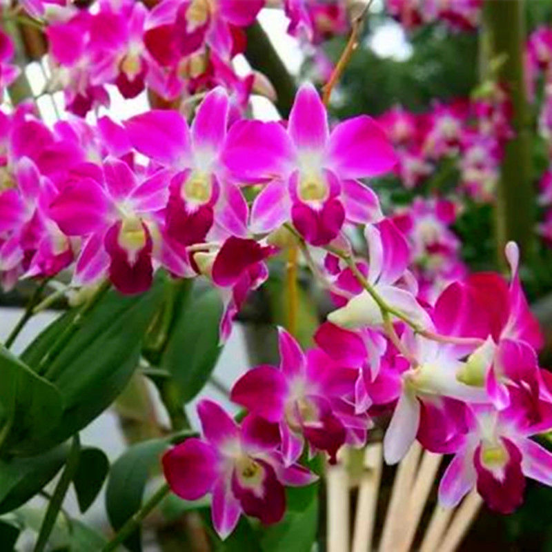 斯柏克轻奢冲销量特价石斛盆栽香水石斛澳洲石斛带花苞浓香石斛兰洋兰