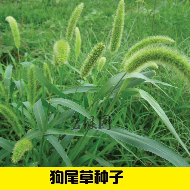 韵久狗尾草种子旱地常见牧草杂草观赏型护坡狗尾巴草种子芮草种子