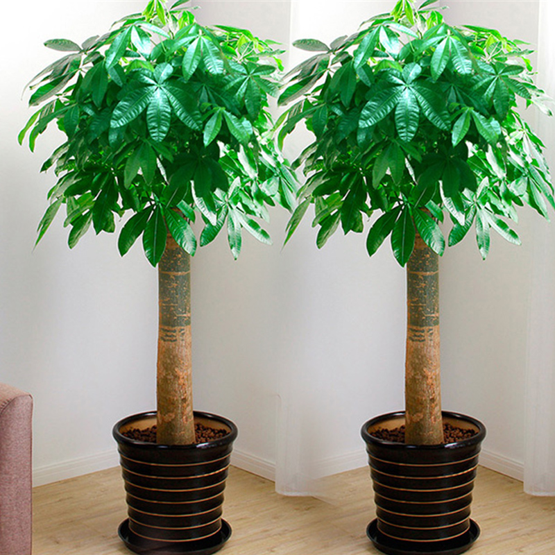 发财树招财树摇钱树开业四季常青客厅 独杆发财树一棵价格 高度1