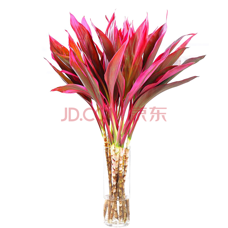 X款产品价格走势分析：从波动到趋势，看如何抓住当下优惠