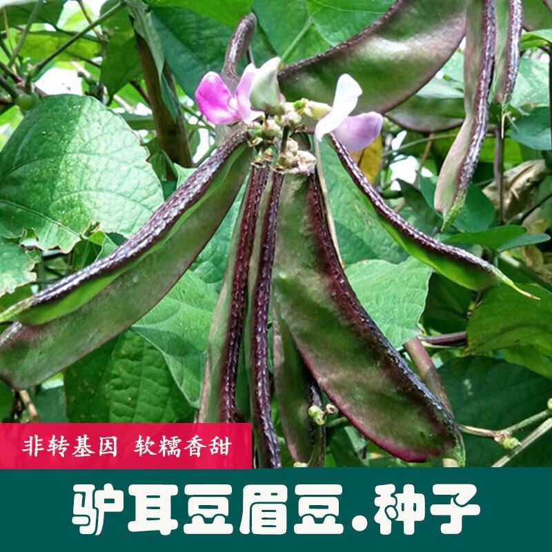 春枝韵驴耳豆眉豆种子农田菜园肉厚嫩脆清香大眉豆高