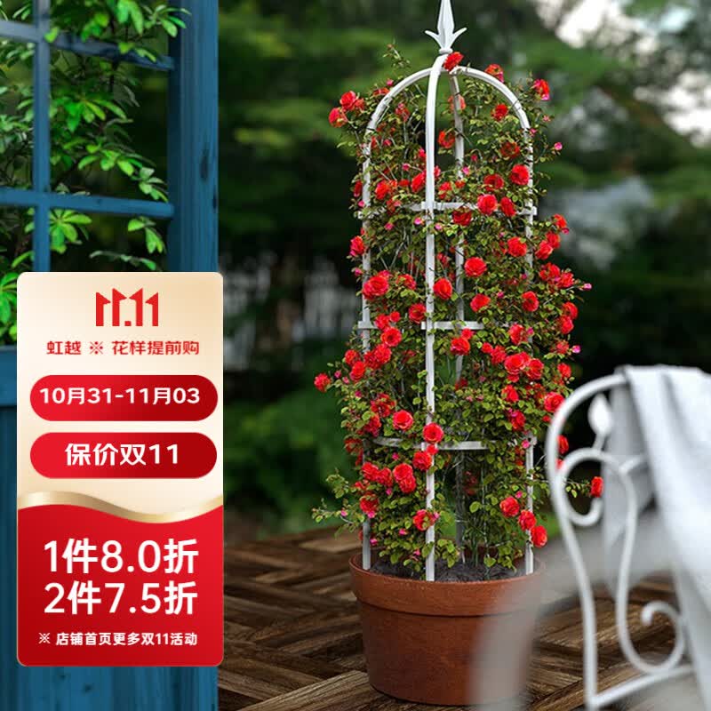 虹越(HONGYUE)玫瑰花架 花园庭院月季铁线莲花园植物爬藤架装饰架 盆栽地栽花架 31*180cm 白色属于什么档次?