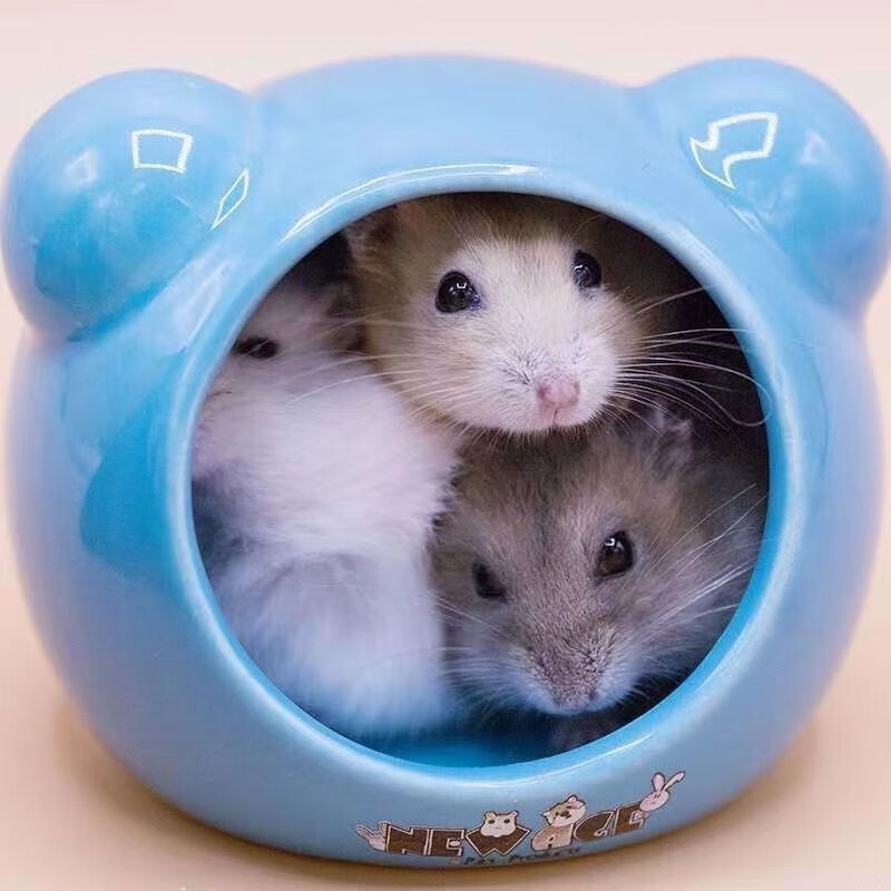 见仓鼠宝宝金丝熊活体宝宝布丁紫仓奶茶眼圈熊一对情侣 随机仓鼠一只