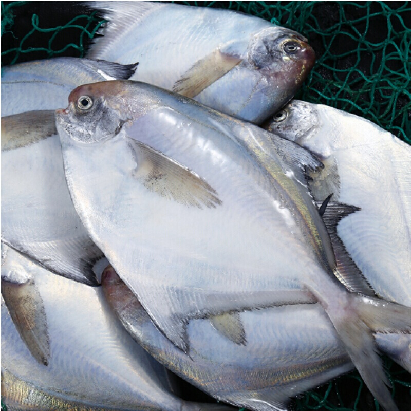 伯贤 鲳鱼 白鲳鱼 平昌鱼 新鲜银鲳鱼 海鱼海产品 一条装 新鲜大鲳鱼
