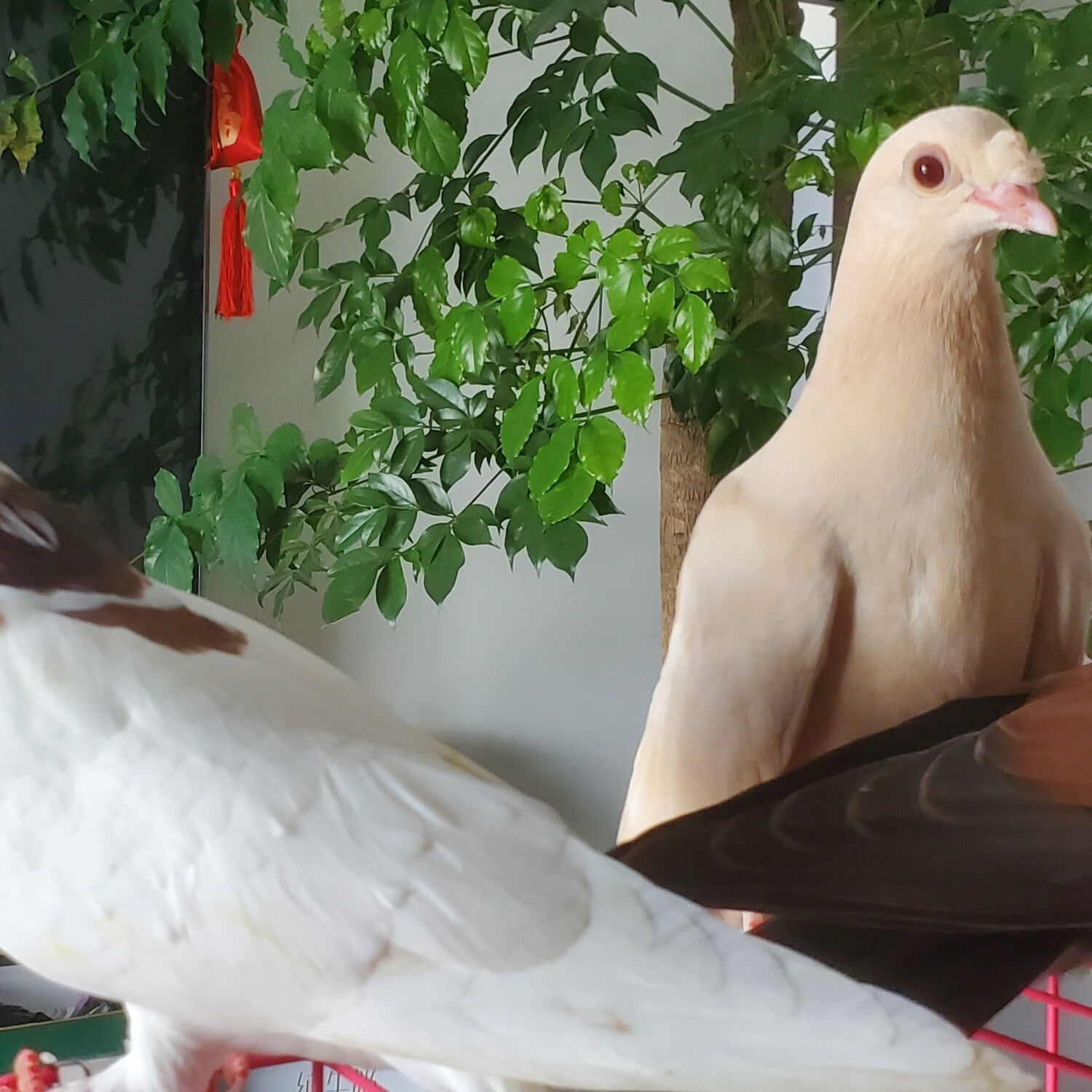 高飞鸽子花种鸽一对头顶盘旋直入云霄唯美新疆西藏自付 五颜六色 2两