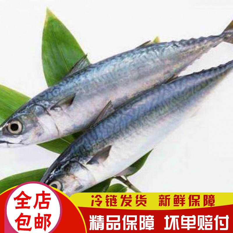 新鲜鲜活鲐鱼青条鱼青占鱼鲐鲅鱼青花鱼海鲜水产姬美食尚约半斤一条十斤 土豪装 虎窝购