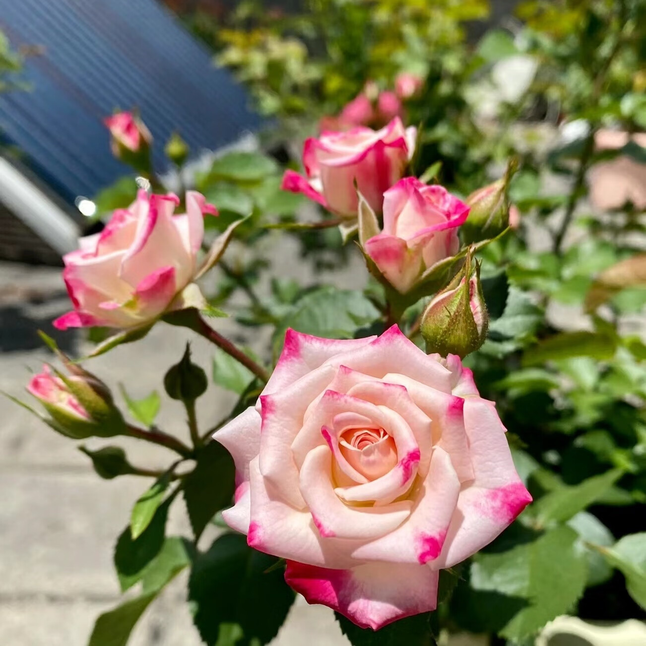 折射泡泡多头玫瑰花苗四季开花阳台庭院微型月季抗病盆栽花卉植物