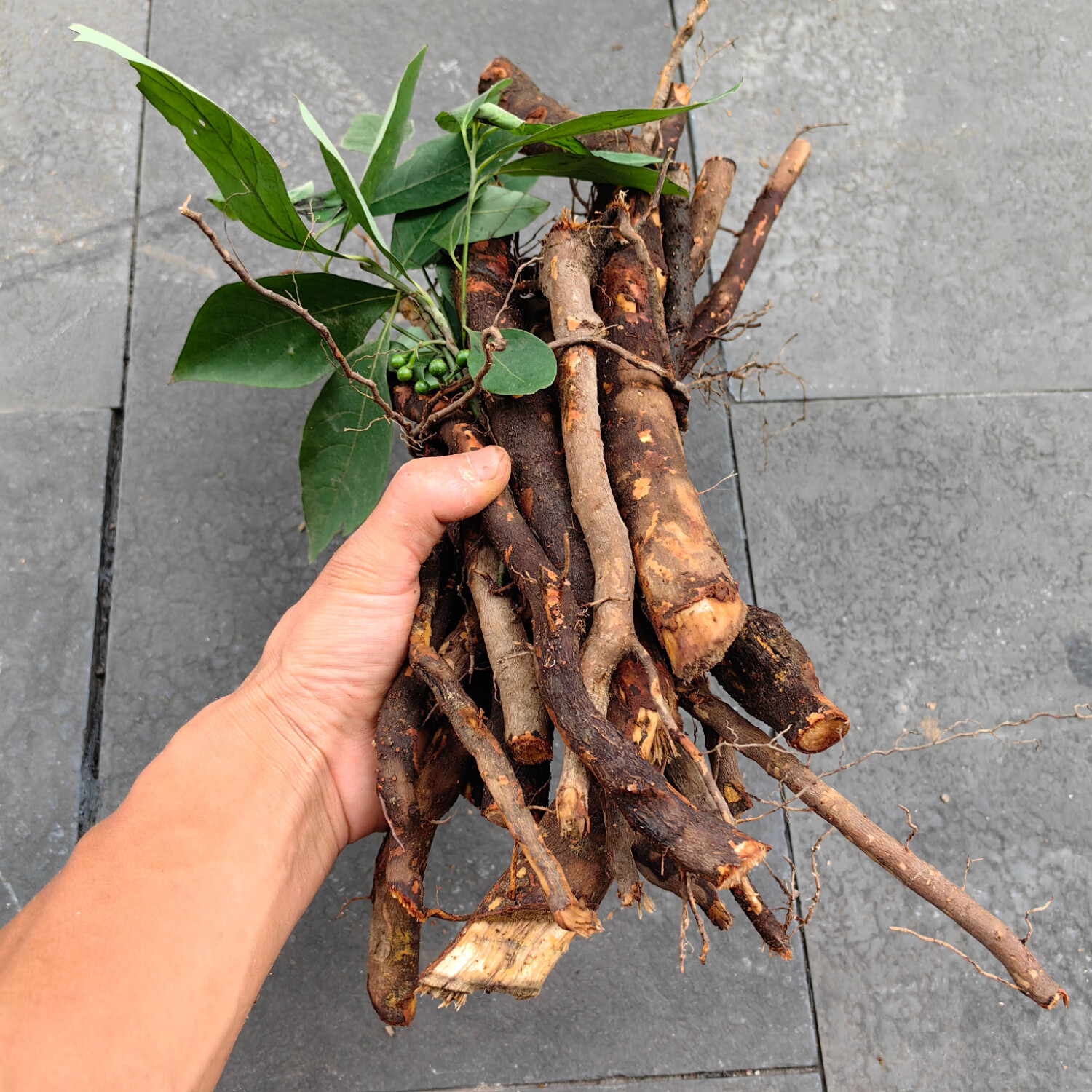 木姜子根山苍子根 山鸡椒 胡椒根 煲汤食材祛湿 木姜子根-新鲜-3斤
