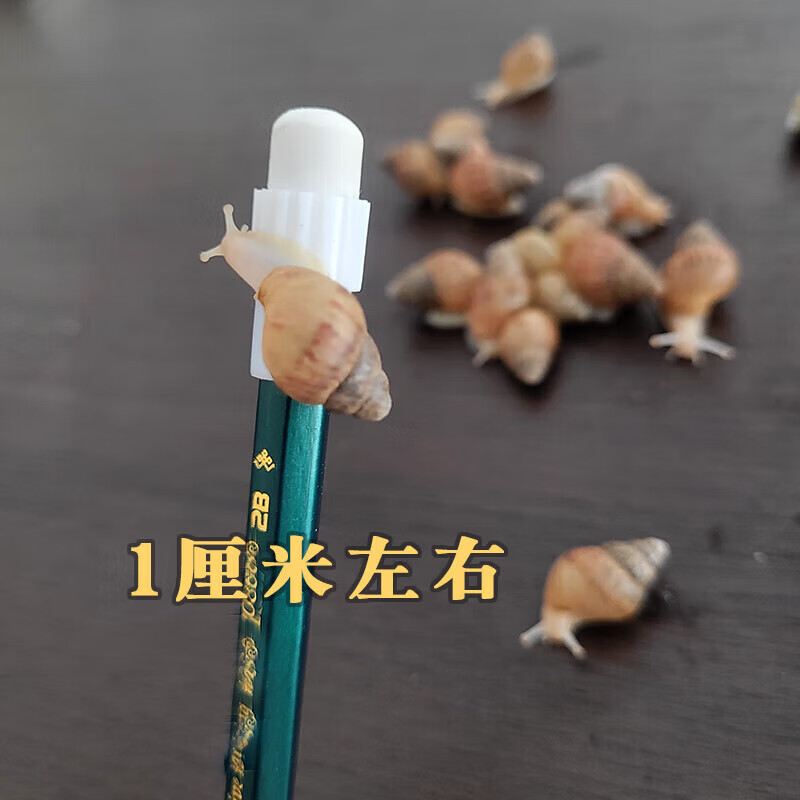 白玉蜗牛宠物蜗牛巨型大蜗牛实验幼儿园小蜗牛观赏学 壳高1厘米蜗牛6