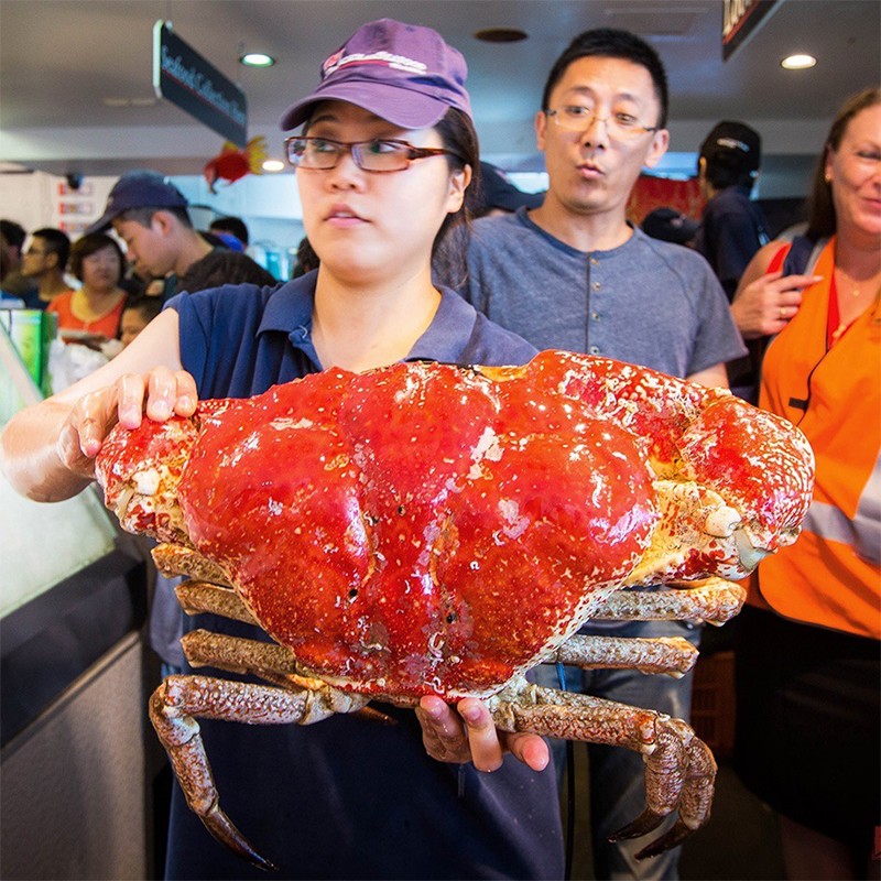 三蟹岛皇帝蟹 鲜活 澳洲皇帝蟹 帝王蟹 大螃蟹 澳大利亚海鲜水产 6-6.8斤/1只 超大皇帝蟹