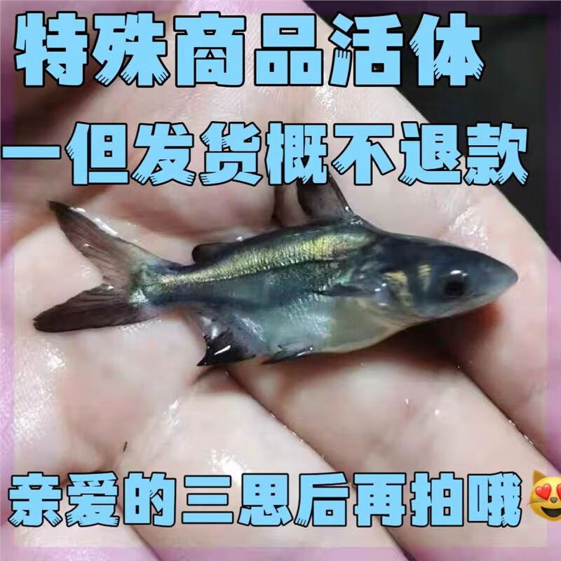 水财神(water richer)球鲨淡水鲨鱼蓝鲨活体好养鱼短身鲨观赏鲨虎鲨