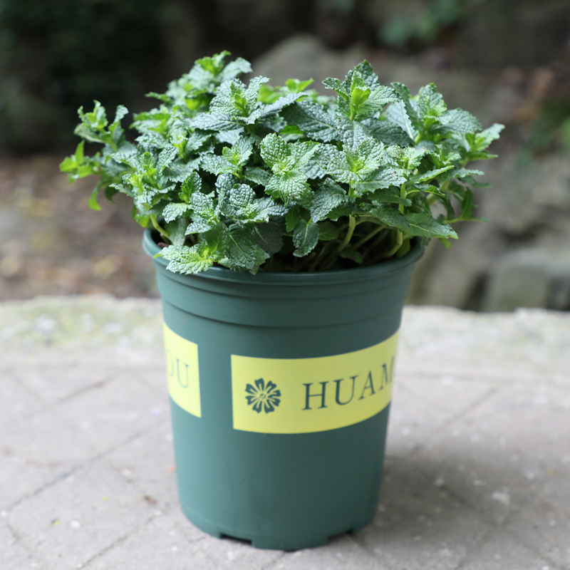 盆栽薄荷 薄荷苗 薄荷办公室阳台植物薄荷苗绿植 薄荷色(加仑盆)发货