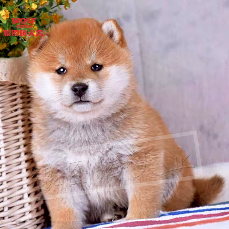 狼图腾小柴犬纯种日本柴犬幼犬双血统活体幼犬家养宠物狗小柴活体幼犬