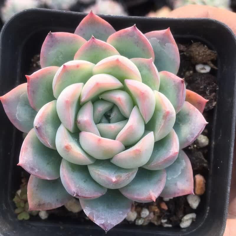 养殖 多肉盆栽绿植花卉 办公室组合盆栽绿植超萌肉肉盆栽 莎莎女王4