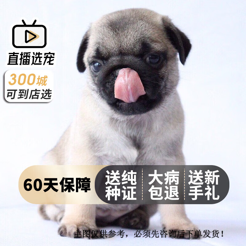 旺狗财猫巴哥犬幼犬活体纯种宠物狗狗巴哥犬幼崽八哥犬 宠物级 公