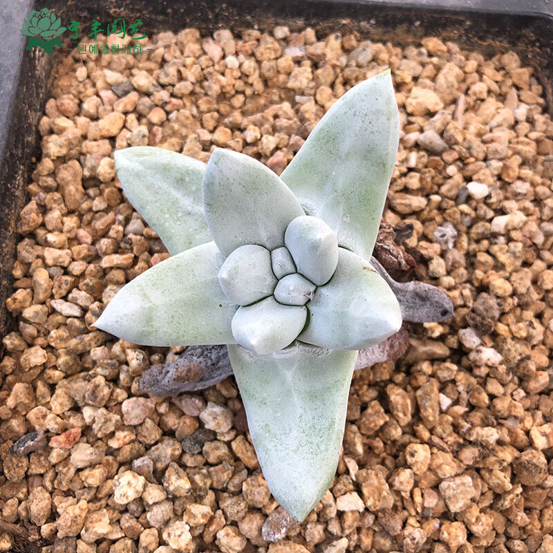 clcey拇指仙女杯白菊多肉野生苹果叶一物一拍帕奇飞图奴婢吉娜老桩