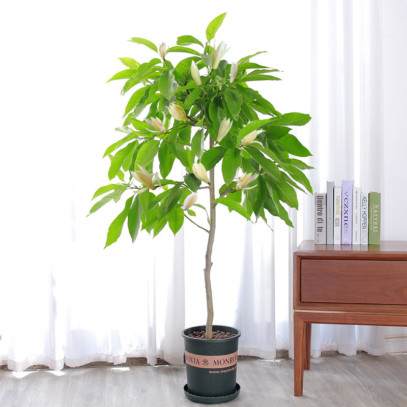 白兰花盆栽花卉植物室内花黄角兰白玉兰花树苗老桩d7 白兰8年苗直径2.