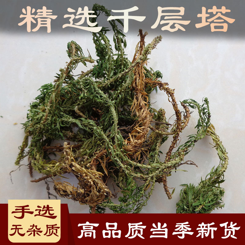 北京同仁品质  原料中药材 千层塔 蛇交子毛青杠虱子草生扯拢蛇足草