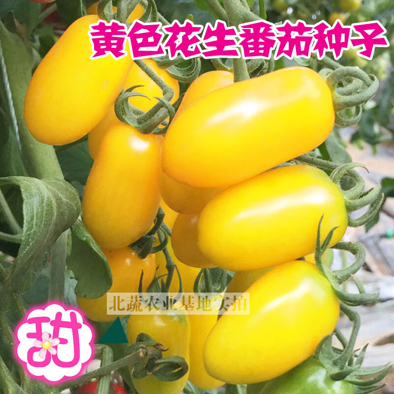 冠四季花生番茄种子甜蜜99黄色409小黄柿子种籽花生柿子种孑超甜四季