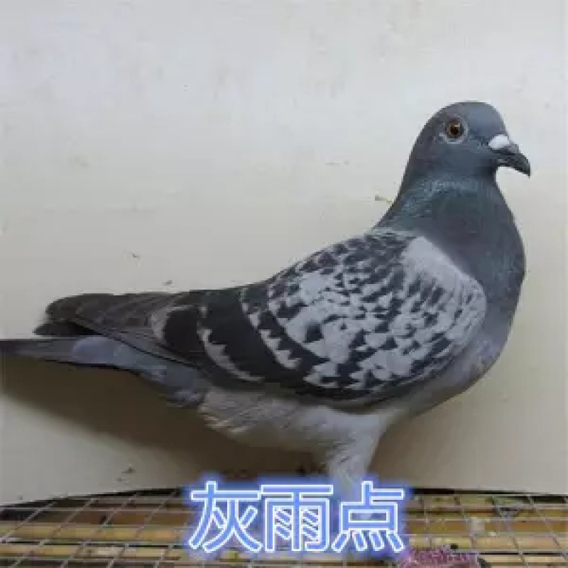 鸽子活种鸽一对活体受精蛋可孵化信鸽赛鸽成绩鸽蛋当天现捡 雨点信鸽