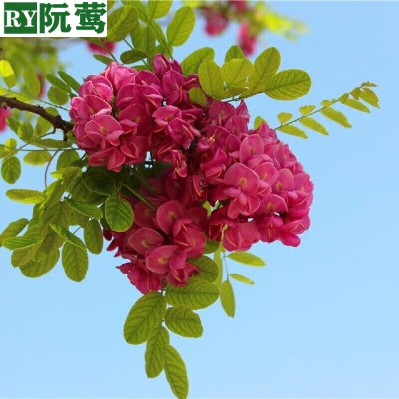 槐树苗 香花槐树苗富贵树槐花苗红花槐树苗庭院绿化花卉花园植物洋槐