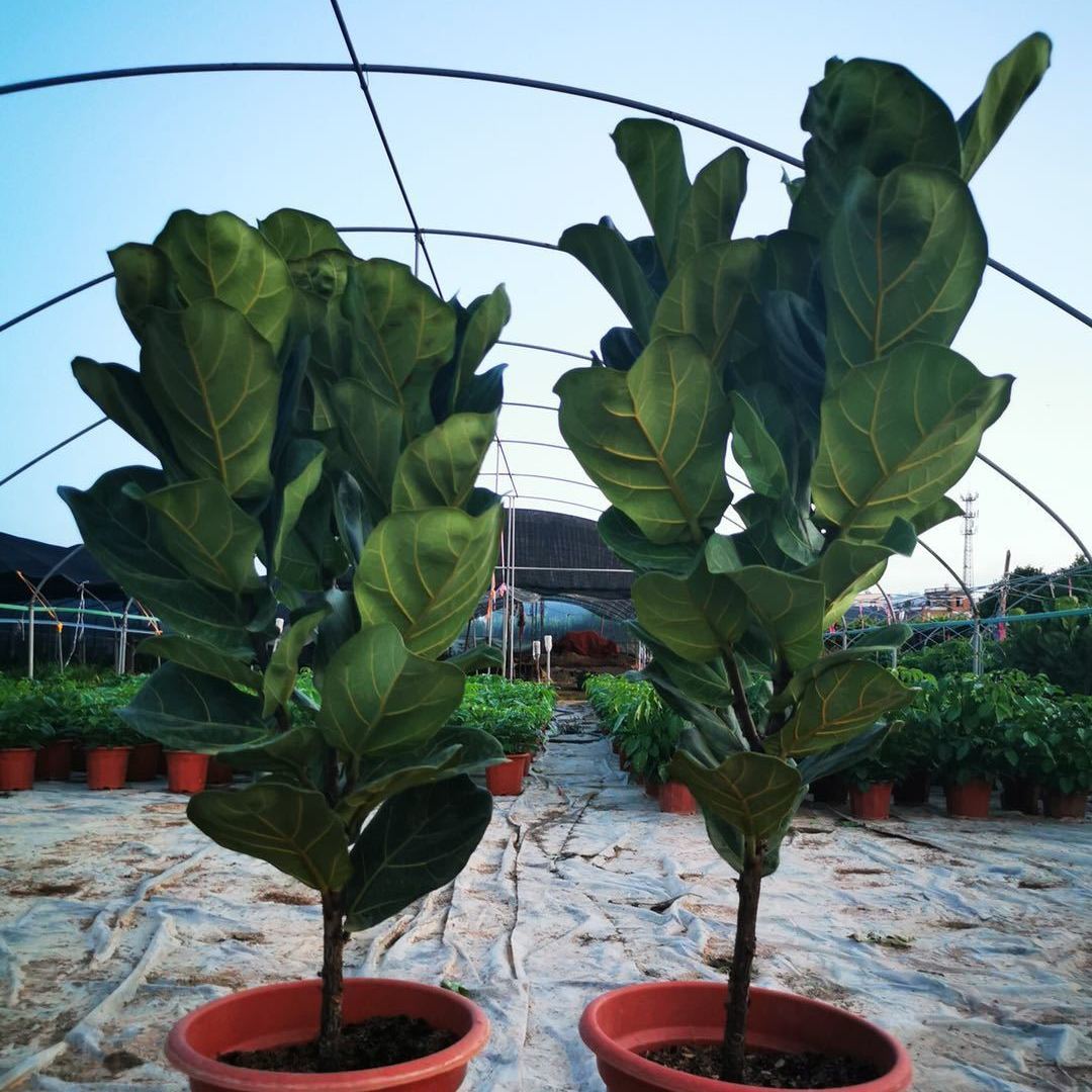 空气室内摆设防辐射四季长青好养麦桑荷 多叉琴叶榕高50-60厘米左右