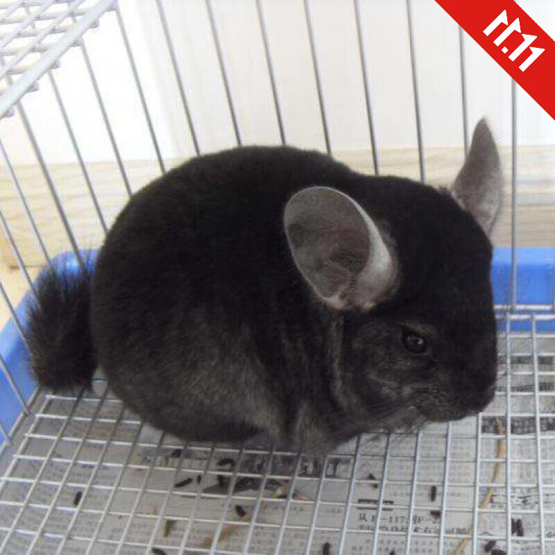 活体 家养的龙猫活体打过疫苗幼崽玩偶小型好养宿舍网 龙猫熊黑幼崽