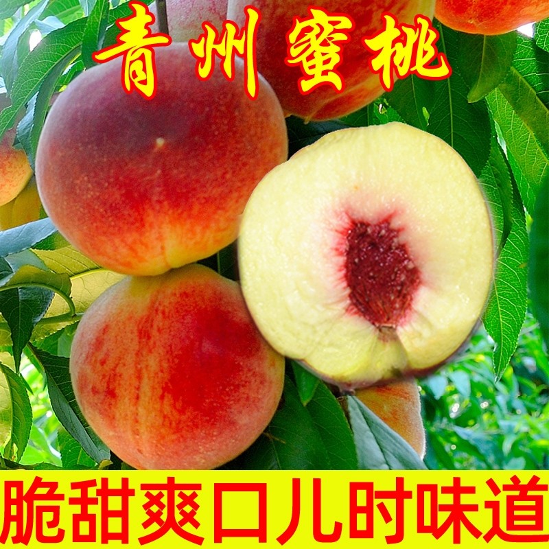 农大姐妹 青州蜜桃 冬桃5斤 山东特产小毛桃 丑桃 硬桃 脆桃 地方老品种怎么看?