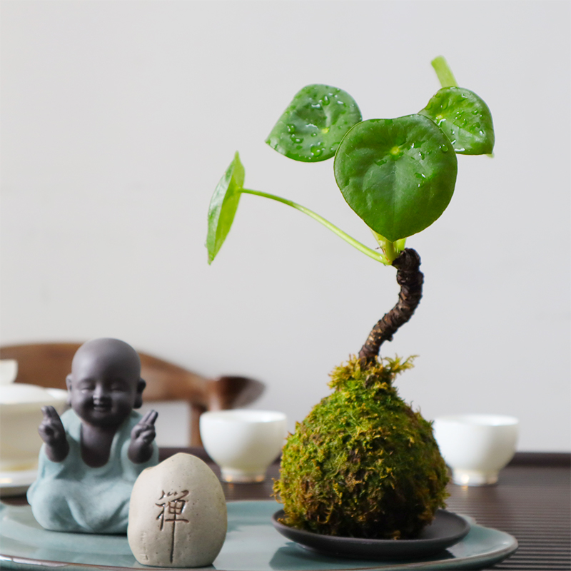 花老桩铜钱草室内办公室水培植物苔藓球 苔藓球镜面草(不含紫砂托盘)