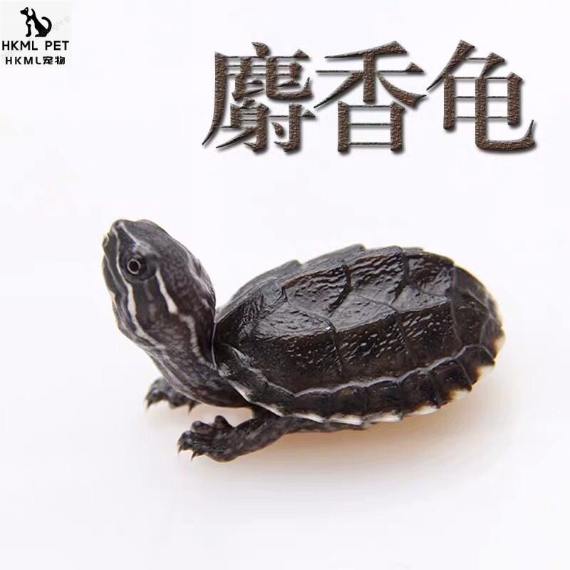 仙兽谷苗活体剃刀龟屋顶龟香龟深水龟小乌龟宠物龟龟 2-3厘米 一只