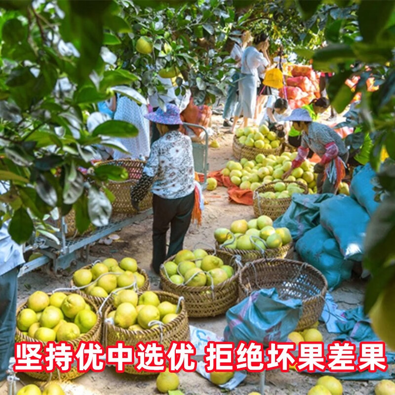 龙九恒丰正宗度尾文旦柚红心柚子蜜柚无虾线福建时令当季水果国庆中秋礼品 一级果精品 袋装20斤(单果700+