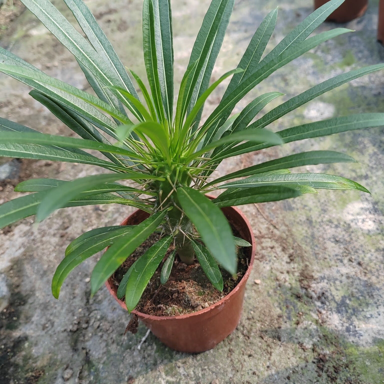 美漾大型非洲霸王树盆栽 棒槌树盆栽耐干旱开花植物多肉净化空气 原土