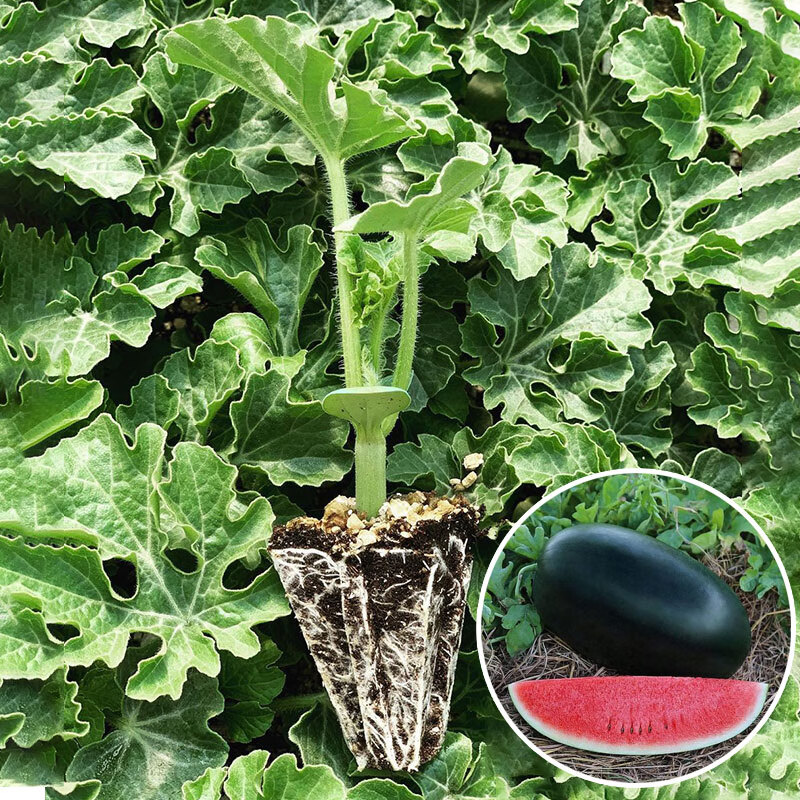 秧南方四季巨型黑美人西瓜种籽嫁接苗带土美都无籽懒人 黑美人西瓜苗