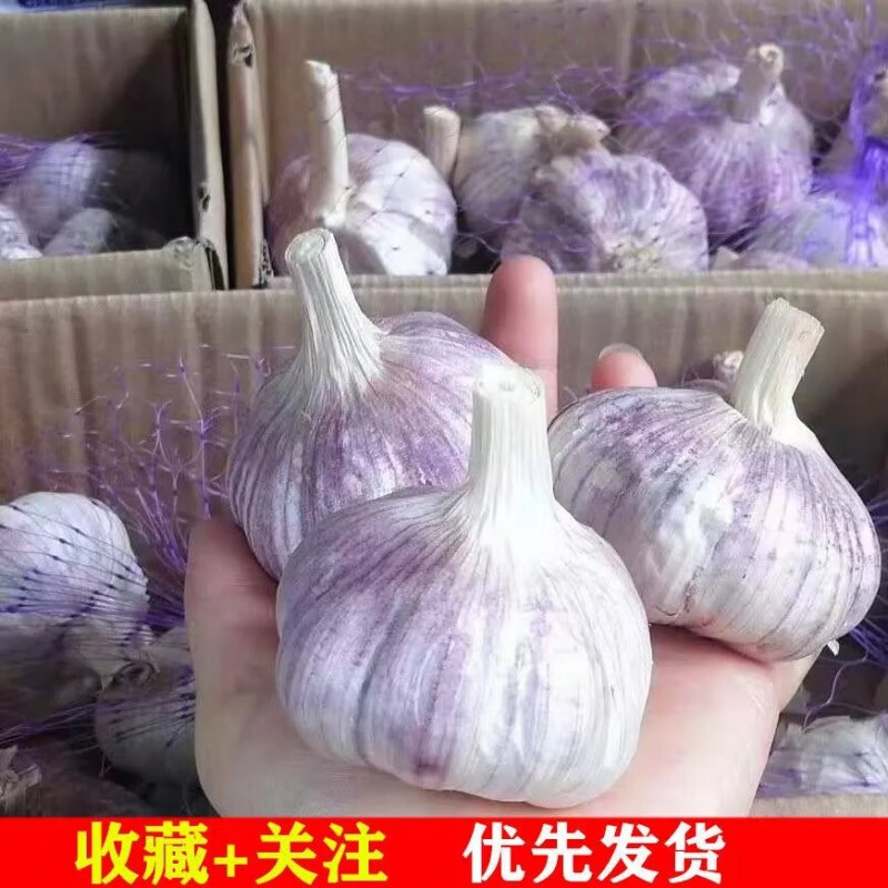 新蒜新干大蒜新鲜大蒜头紫皮白皮大蒜3/5/10斤 3斤中果