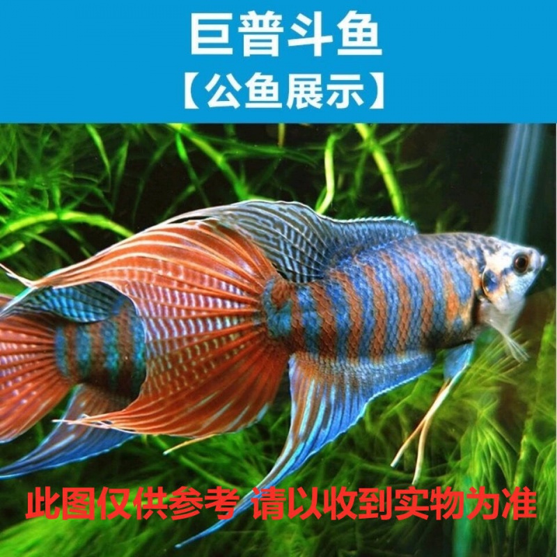 余三哥(yusange)中国斗鱼 活鱼野生巨普菩萨鱼盘皮丝天堂鱼旁皮婆淡水