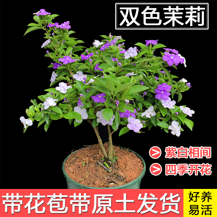 双色茉莉盆栽芳香花卉室内阳台鸳鸯茉莉花苗四季浓香大棵彩色茉莉 双