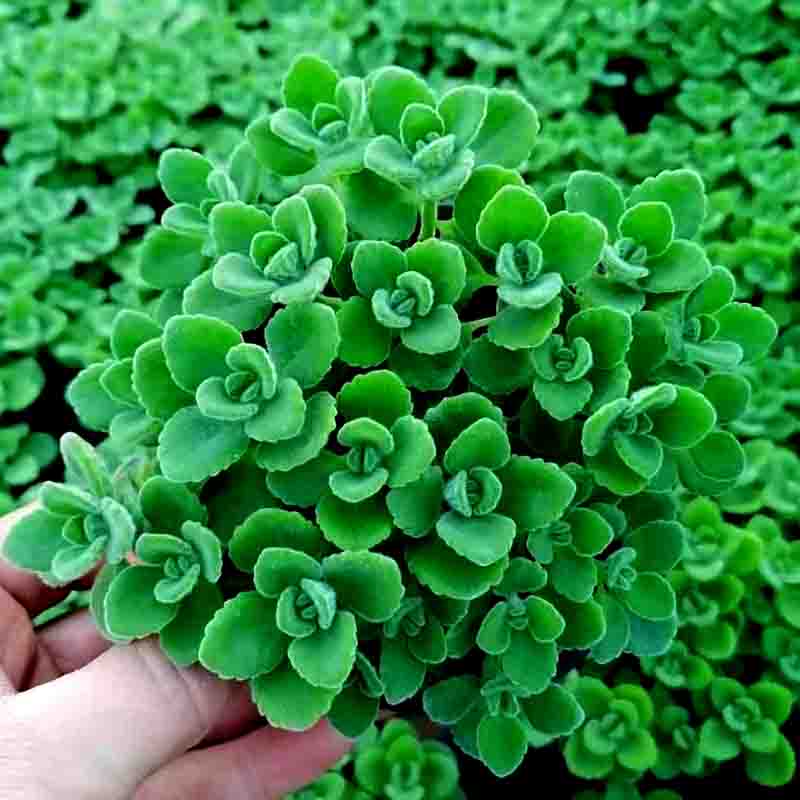碰碰香花小盆栽一抹香喷喷香室内多肉植物观叶阳台花卉 碰碰香(1盆)