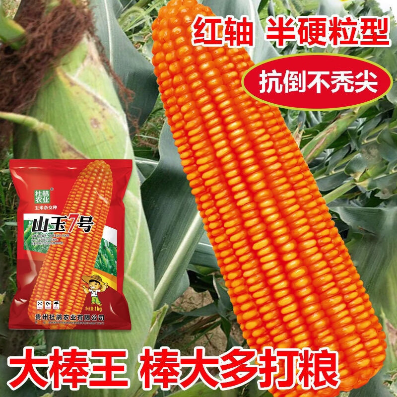 朵芮蜜山玉7号玉米种子矮杆抗倒云贵川丰产硬粒红大棒玉米种子耐旱