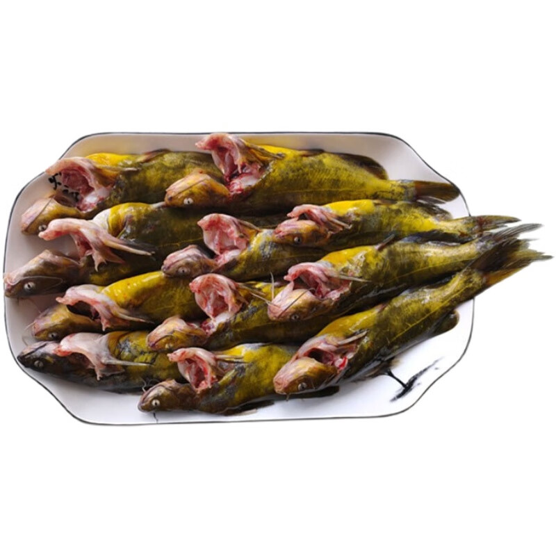 果亦橙嘎牙子鱼黄颡鱼自然生长淡水鱼鱼鲜活速冻新鲜食用昂刺鱼杂鱼 2