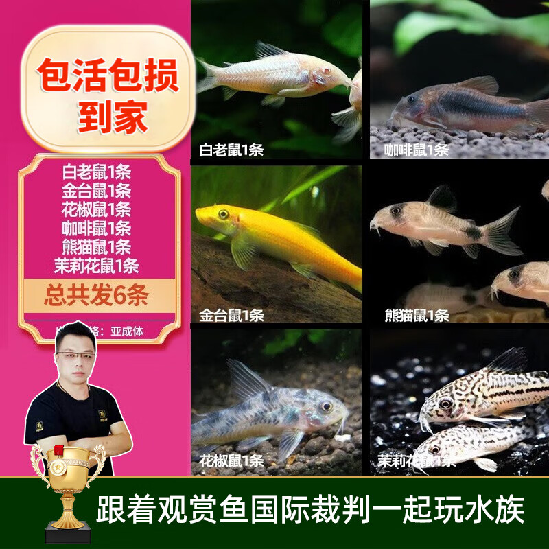 云峰海瑞清洁鱼活体热带鱼观赏鱼水族宠物工具鱼垃圾鱼老鼠鱼鱼缸除藻 鼠类全家福（共6条）